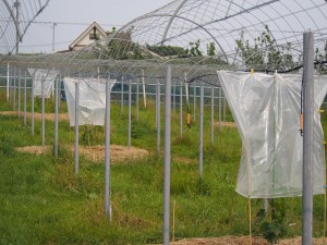 天空のピオーネ農園アグリスジャパン