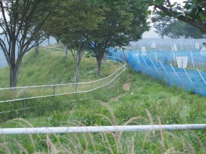 天空のピオーネ農園アグリスジャパン
