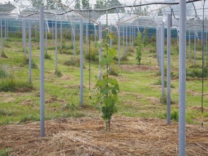 天空のピオーネ農園アグリスジャパン
