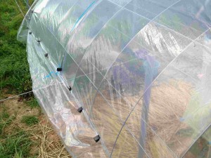 天空のピオーネ農園アグリスジャパン