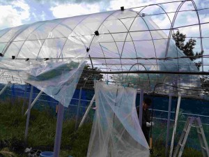 天空のピオーネ農園アグリスジャパン