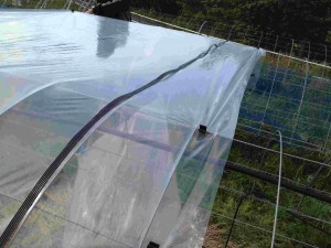 天空のピオーネ農園アグリスジャパン