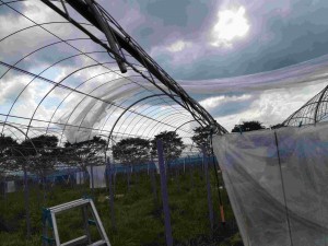 天空のピオーネ農園アグリスジャパン