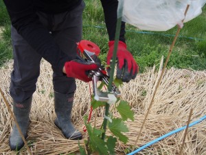 天空のピオーネ農園 2