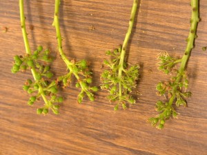 天空のピオーネ農園アグリスジャパン