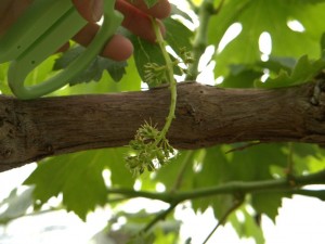 ２吉備中央町ピオーネスクール