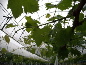 ３吉備中央町ピオーネスクール