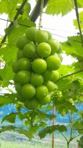 アグリスジャパン天空のピオーネ