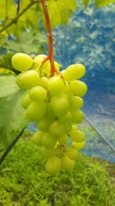 アグリスジャパン天空のピオーネ