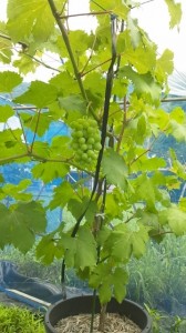 アグリスジャパン天空のピオーネ