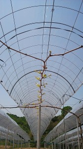 アグリスジャパン天空のピオーネ