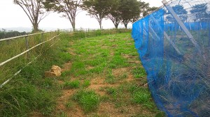 アグリスジャパン天空のピオーネ