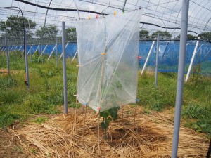 アグリスジャパン天空のピオーネ