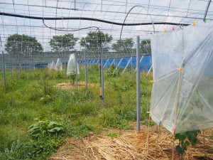 アグリスジャパン天空のピオーネ