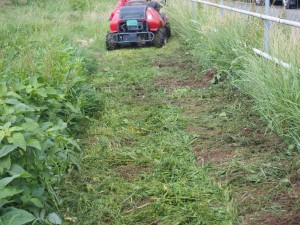 アグリスジャパン天空のピオーネ農園