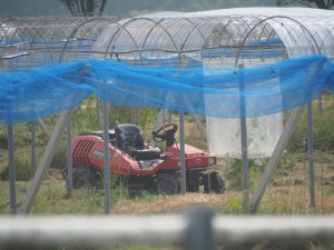 アグリスジャパン天空のピオーネ