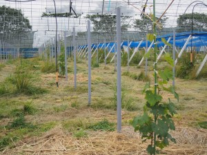 アグリスジャパン天空のピオーネ