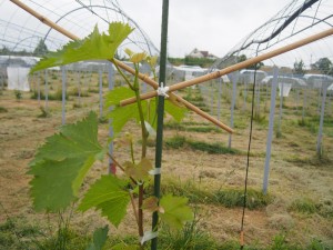 アグリスジャパン天空のピオーネ
