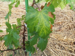 アグリスジャパン天空のピオーネ