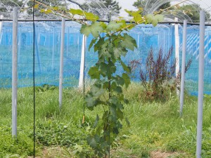 アグリスジャパン天空のピオーネ農園