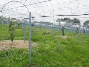 アグリスジャパン天空のピオーネ農園