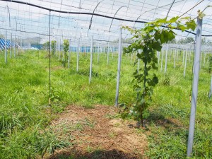 アグリスジャパン天空のピオーネ農園