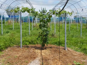 アグリスジャパン天空のピオーネ農園