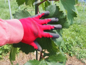 アグリスジャパン天空のピオーネ農園