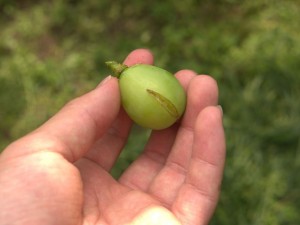 アグリスジャパン天空のピオーネ