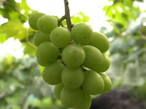 アグリスジャパン天空のピオーネ