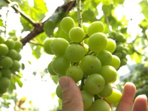 アグリスジャパン天空のピオーネ