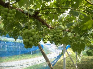 アグリスジャパン天空のピオーネ