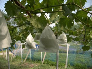 アグリスジャパン天空のピオーネ