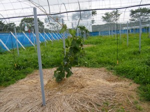 アグリスジャパン天空のピオーネ農園