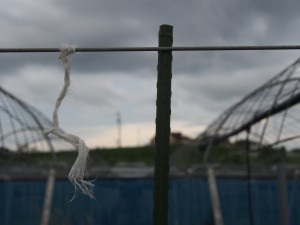 アグリスジャパン天空のピオーネ農園