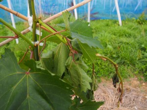 アグリスジャパン天空のピオーネ農園