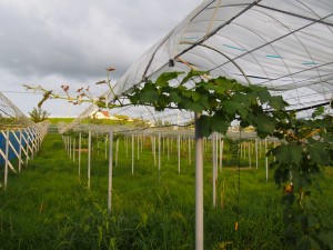 アグリスジャパン天空のピオーネ農園