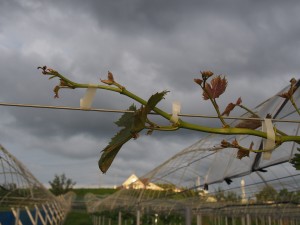 アグリスジャパン天空のピオーネ農園