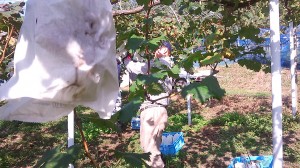 アグリスジャパン天空のピオーネ農園