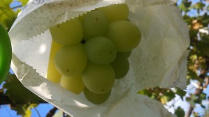 アグリスジャパン天空のピオーネ農園