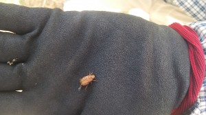 アグリスジャパン天空のピオーネ農園