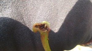 アグリスジャパン天空のピオーネ農園