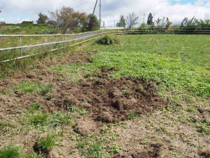 アグリスジャパン天空のピオーネ農園