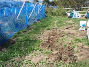 アグリスジャパン天空のピオーネ農園