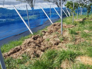アグリスジャパン天空のピオーネ農園