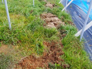 アグリスジャパン天空のピオーネ農園