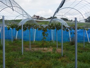 アグリスジャパン天空のピオーネ農園