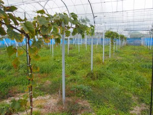 アグリスジャパン天空のピオーネ農園