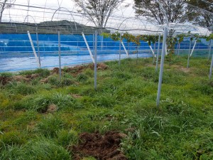 アグリスジャパン天空のピオーネ農園