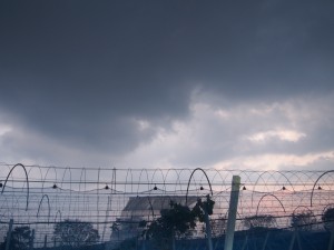 岡山吉備中央町ぶどうピオーネ